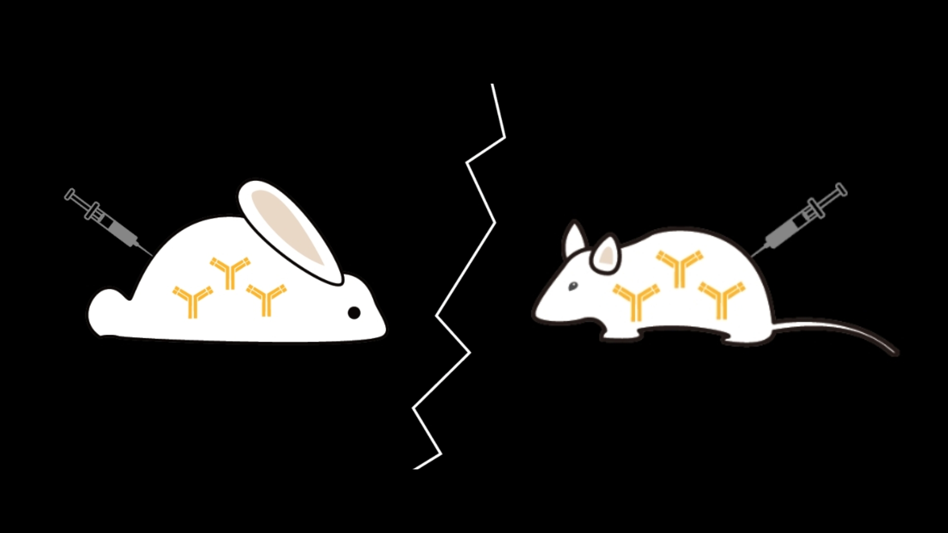 What Are the Differences Between Rabbit and Mouse Antibodies? - Lab ...