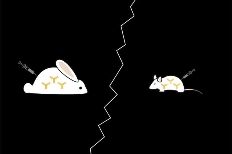 What are the Differences Between Rabbit and Mouse Antibodies?