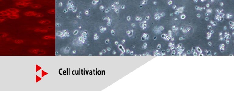 The pH Value Is a Key Factor in Cell and Tissue Cultures