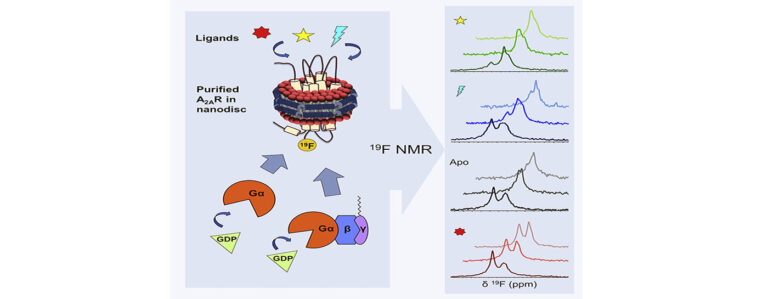 Delineating the Conformational Landscape of the Adenosine A2A Receptor During G Protein Coupling