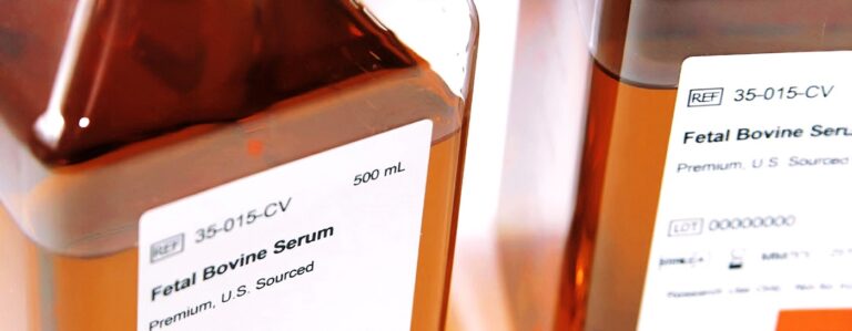 Four Key Considerations for Fetal Bovine Serum Sourcing 